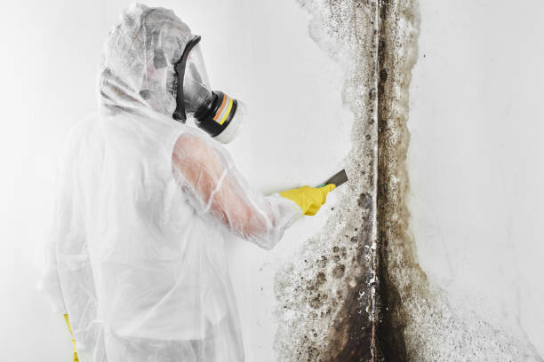 Best Residential Mold Remediation in Monrovia, CA