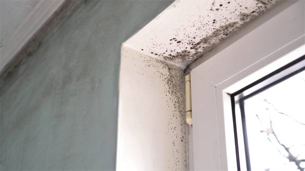 Best Residential Mold Remediation in Monrovia, CA