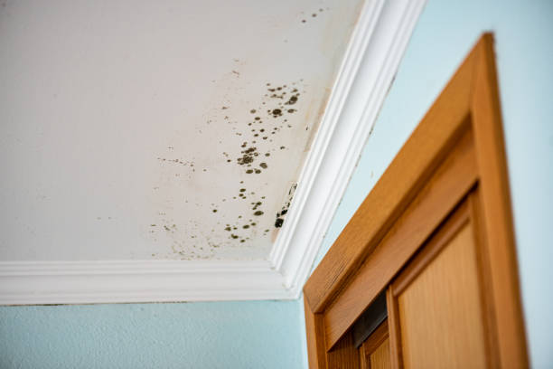 Best Basement Mold Remediation in Monrovia, CA