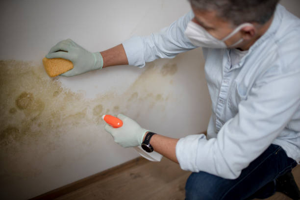 Best Industrial Mold Remediation in Monrovia, CA