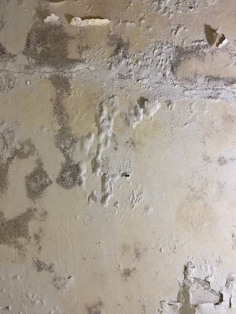 Reliable Monrovia, CA Mold Remediation Solutions
