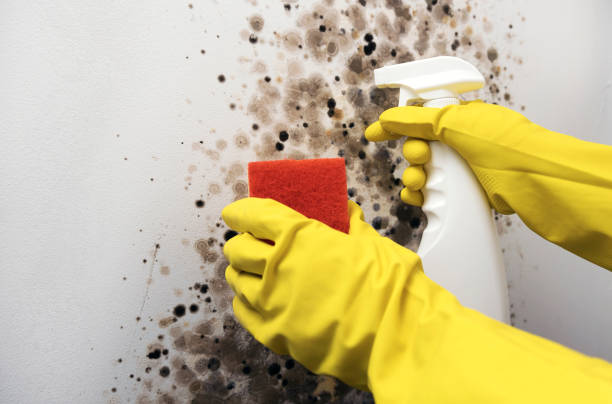 Best Localized Mold Remediation (e.g., coastal areas, humid climates) in Monrovia, CA