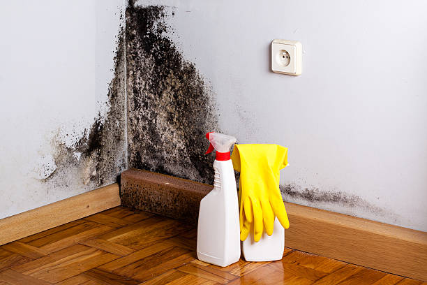  Monrovia, CA Mold Removal Pros