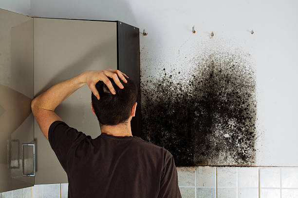 Best Mold Remediation for Specific Building Types in Monrovia, CA