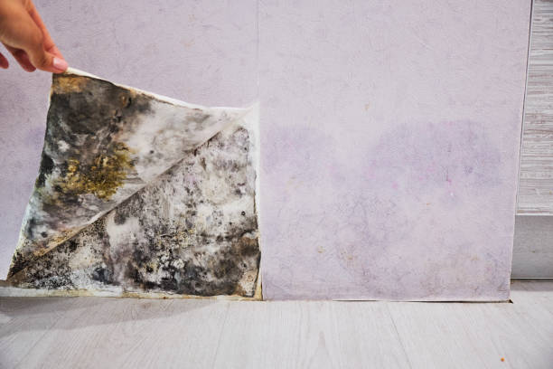 Best Black Mold Remediation in Monrovia, CA